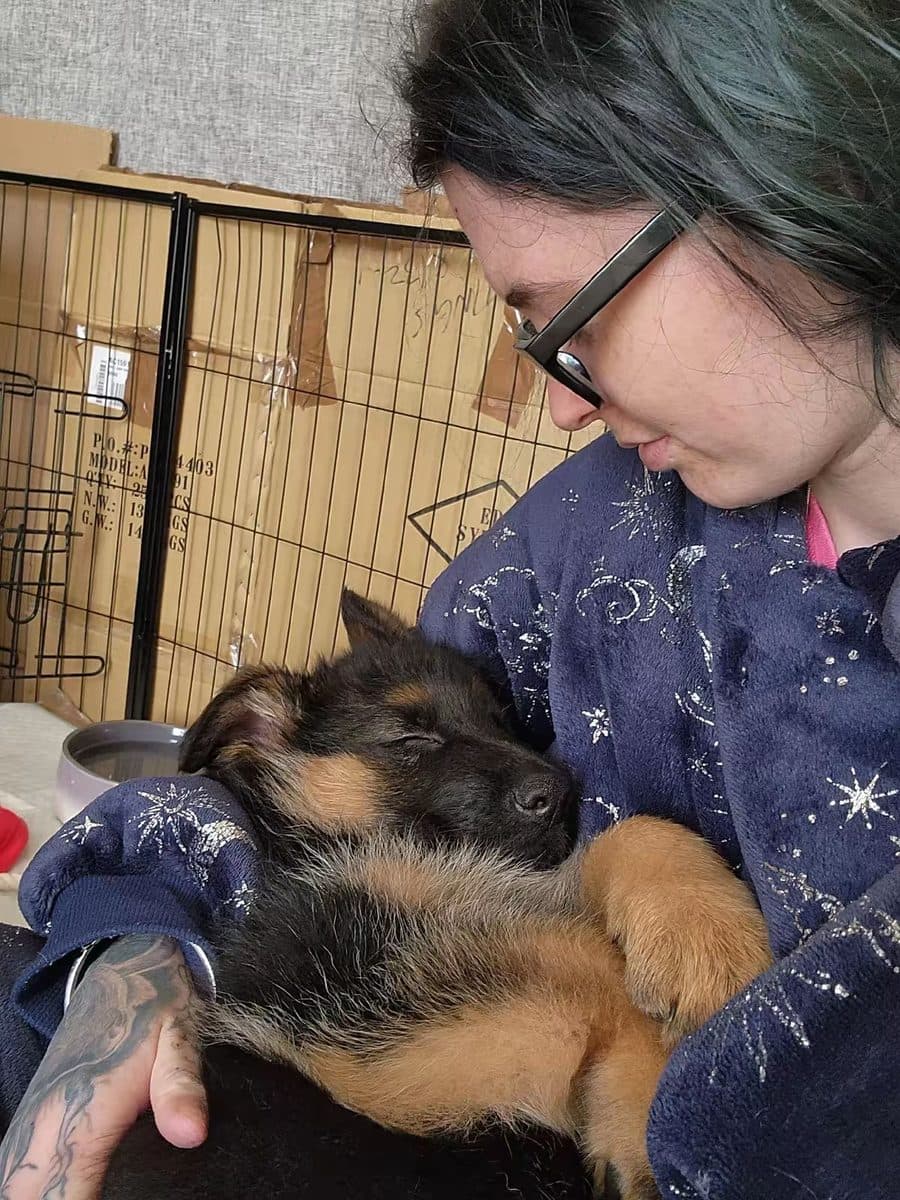 Chester, Brittany's German Shepherd (1)